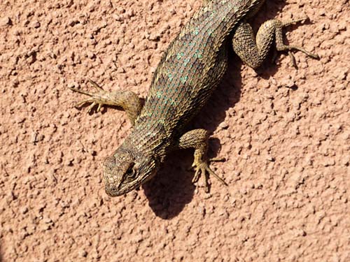 Western fence lizard