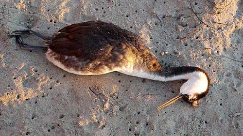 Western grebe