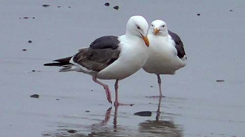Western gull