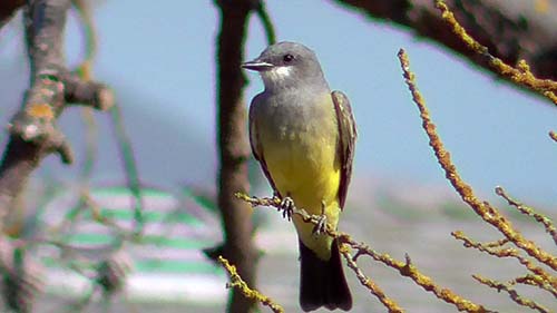 Western kingbird