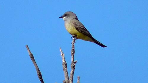Western kingbird