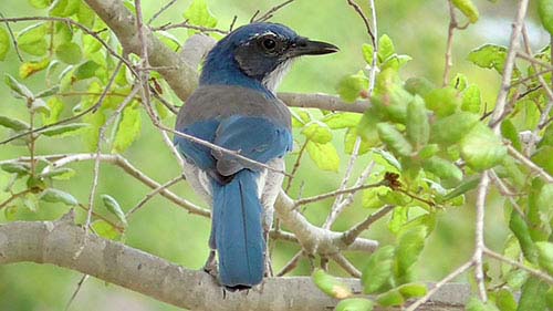 Western scrub-jay