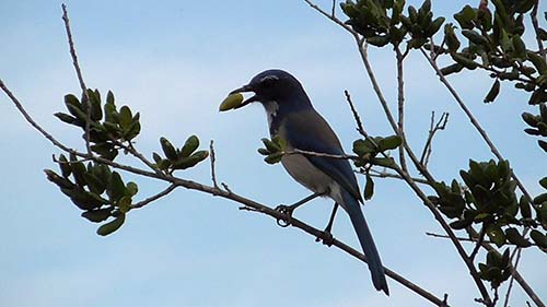 Western scrub-jay