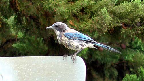 Western scrub-jay