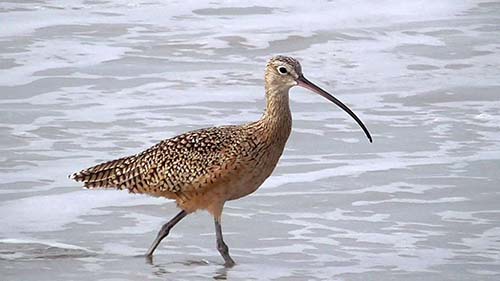 Whimbrel