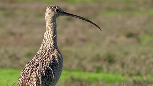 Whimbrel