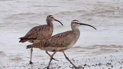 Whimbrel