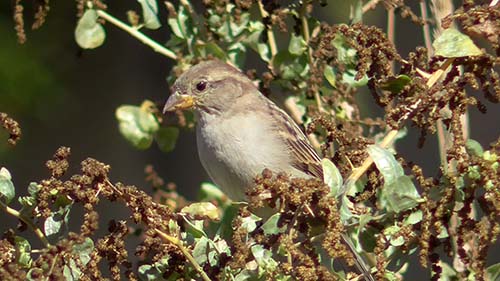 White-crowned sparrow