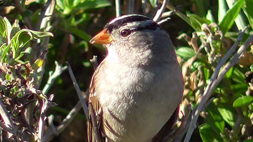 White-crowned sparrow