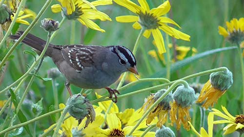 White-crowned sparrow