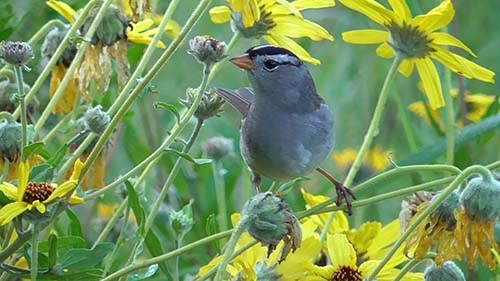 White-crowned sparrow