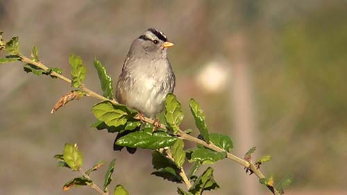 White-crowned sparrow