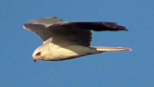White-tailed kite