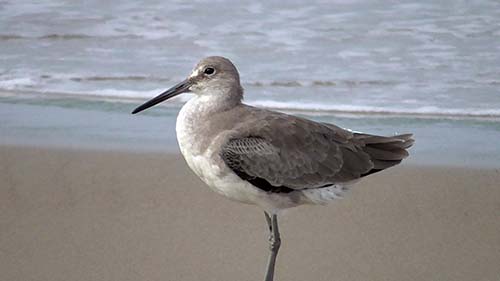 Willet