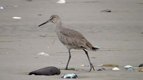 Willet
