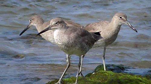 Willet