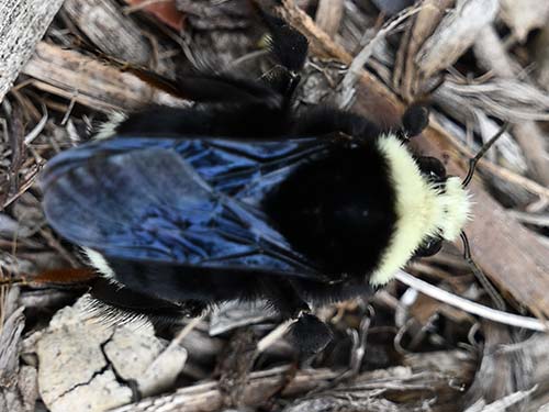 Yellow-faced bumblebee