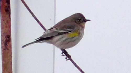 Yellow-rumped warbler