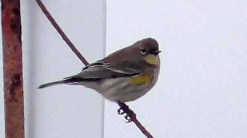 Yellow-rumped warbler