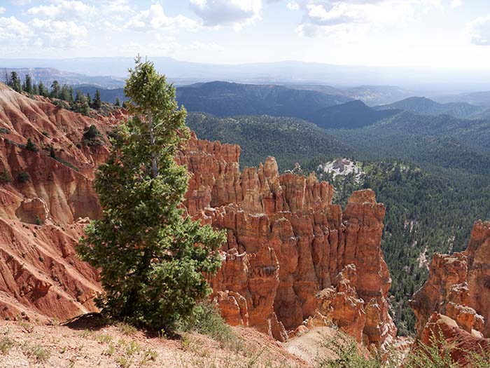 A view from Ponderosa Point