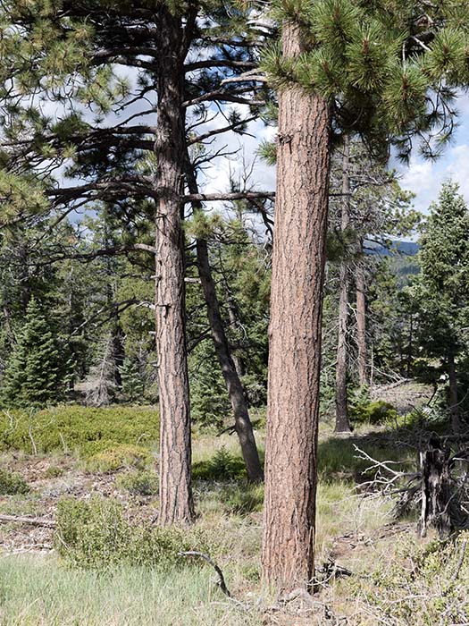 Young ponderosa pines