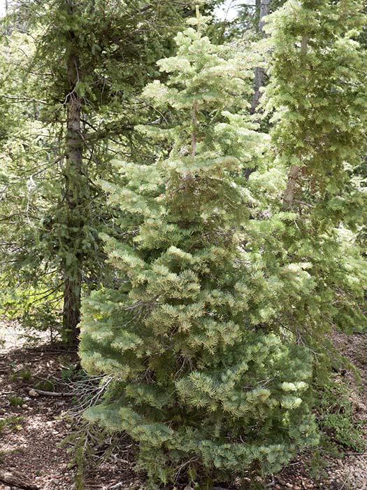 A white fir