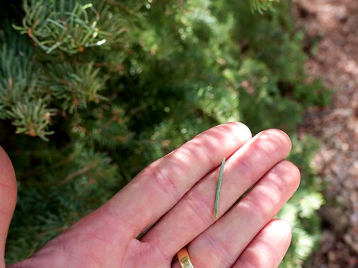 A needle of a white fir