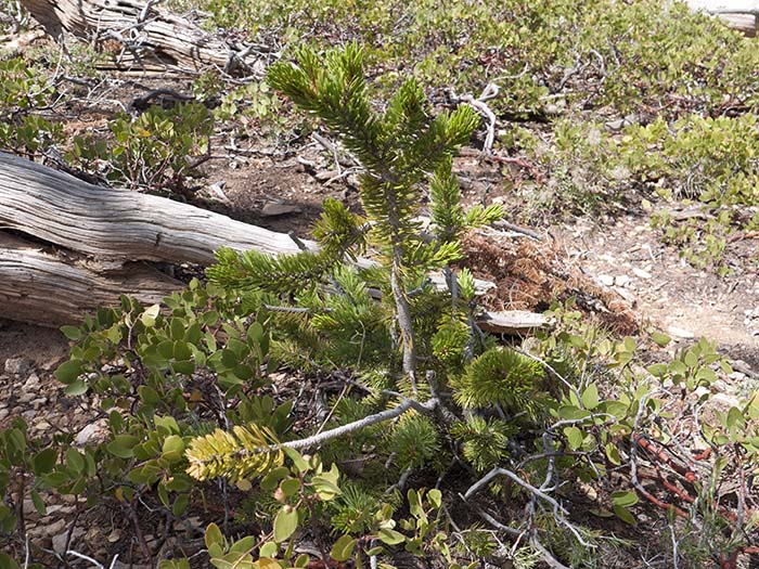Bristlecone pines