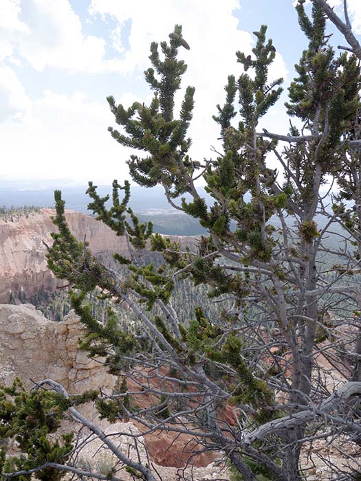 A great basin bristlecone pine