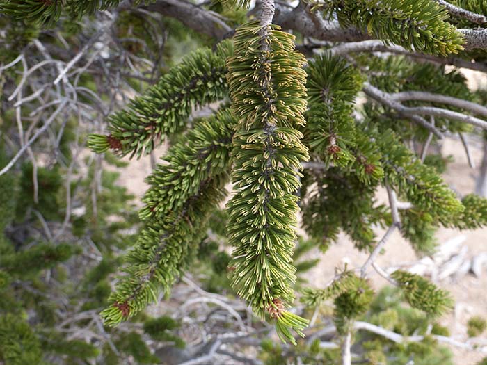 A great basin bristlecone pine