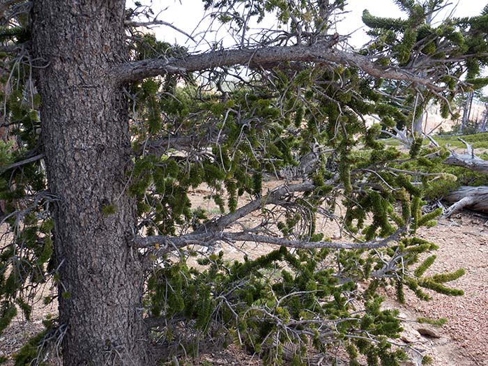 A great basin bristlecone pine