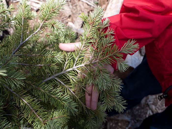 A white fir