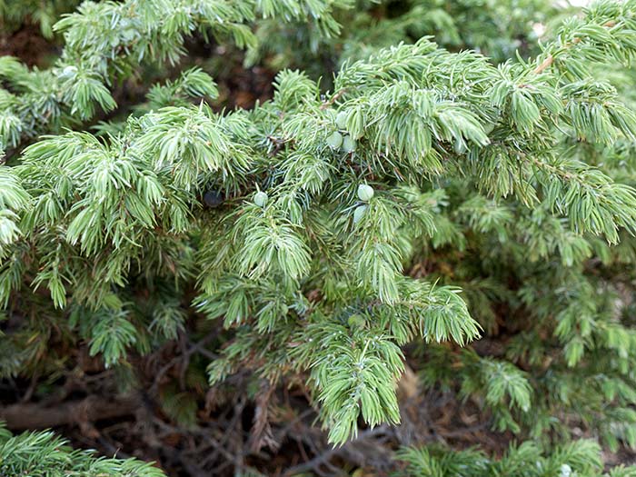Common junipers