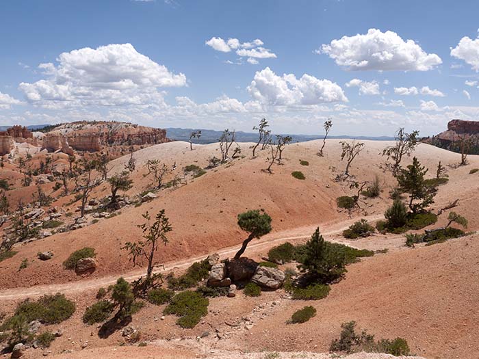 Down the Queens Garden trail