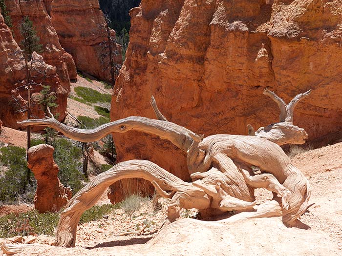 Down the Queens Garden trail