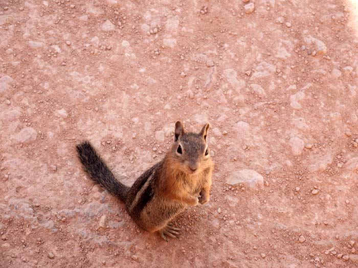 A golden-mantled ground squirrel