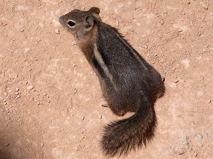 A golden-mantled ground squirrel