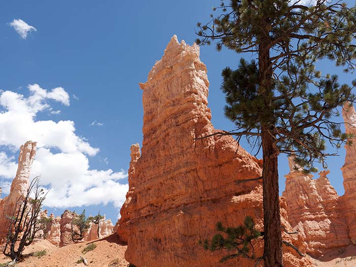 The Queen Victoria hoodoo at the bottom of the Queens Garden trail