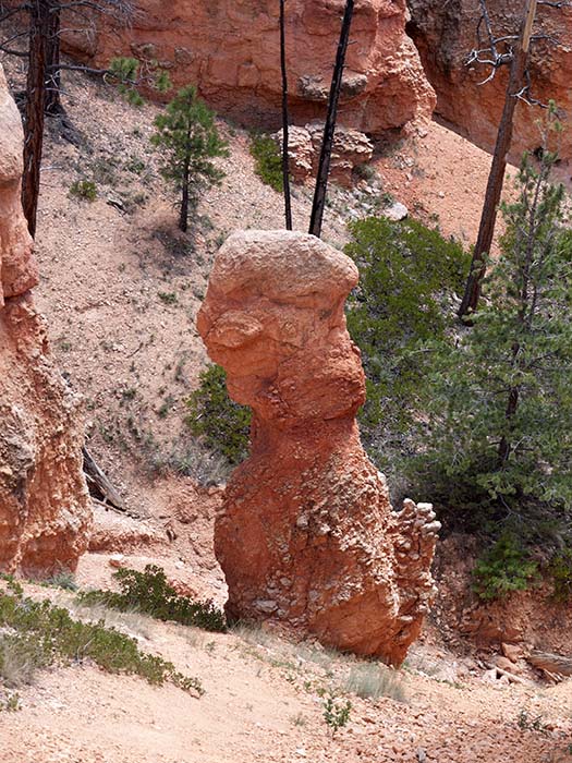Up the Queens Garden trail (a small hoodoo)
