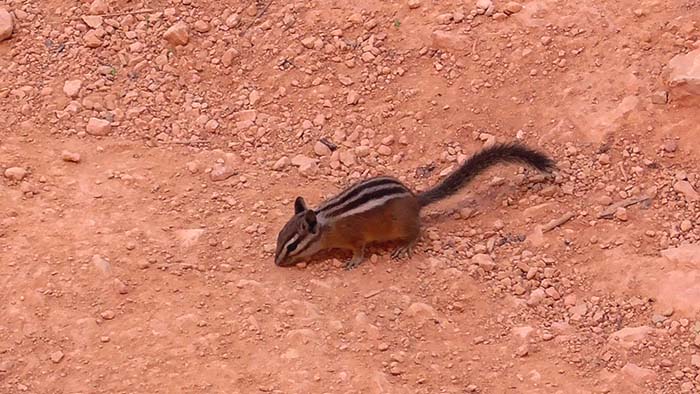 A Uinta chipmunk