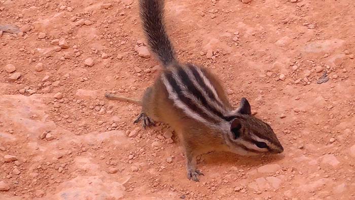 A Uinta chipmunk