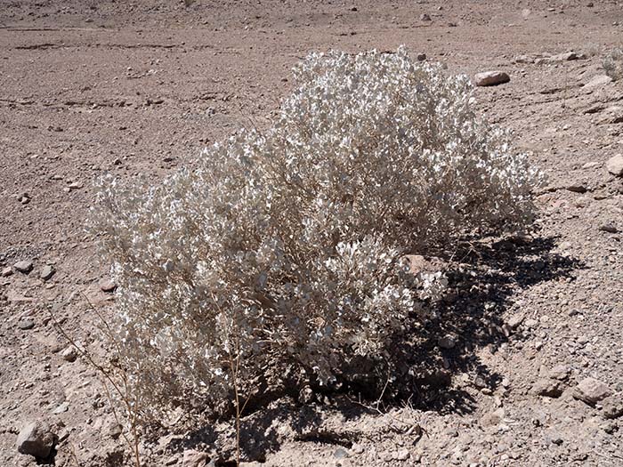 Desert holly
