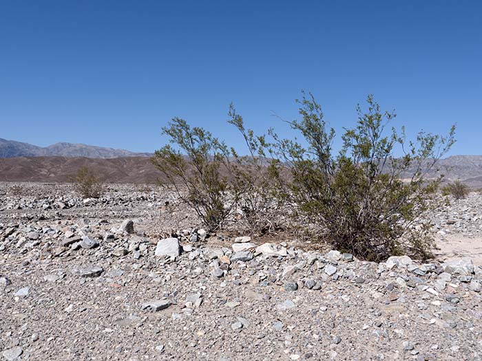 Creosote bush