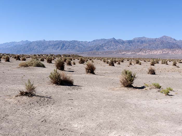 Pickleweed with Panamint Mountains