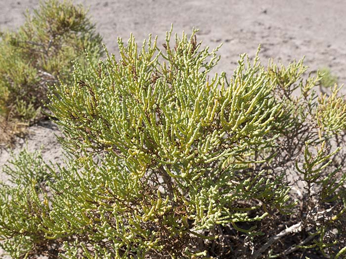 Pickleweed (iodine bush)