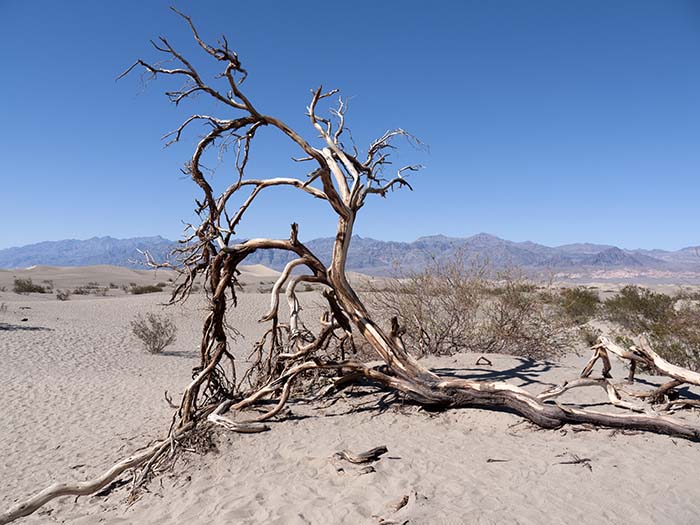 The persistence of life