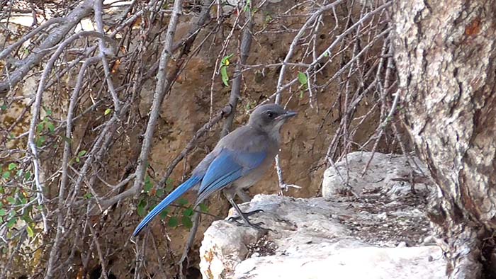 A western scrub jay on the South Rim