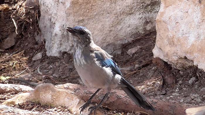 A western scrub jay on the South Rim