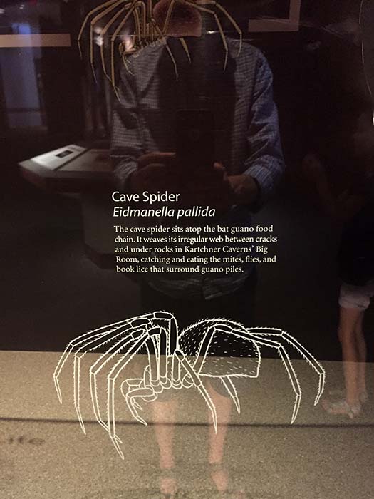 Cave spiders