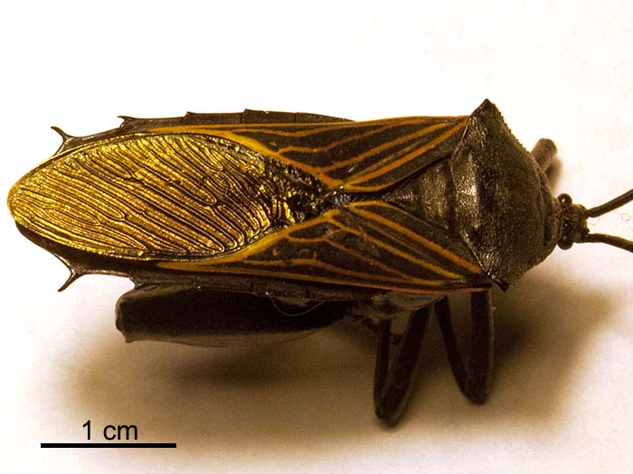 A giant mesquite bug